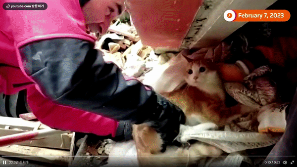 튀르키예의 무너진 건물 속에서 구조된 고양이의 모습이 사회관계망서비스(SNS)에서 화제다. 영상은 튀르키예 구조대원이 고양이를 구조하는 모습. /영상=트위터 캡처