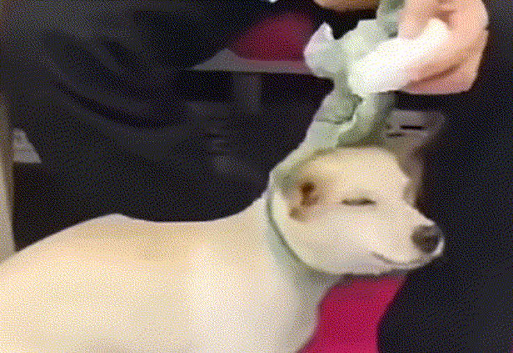 달리는 지하철 안에서 한 남성이 반려견의 눈과 코에 물파스를 바르는 모습이 포착돼 공분을 사고 있다. /사진=케어 제공