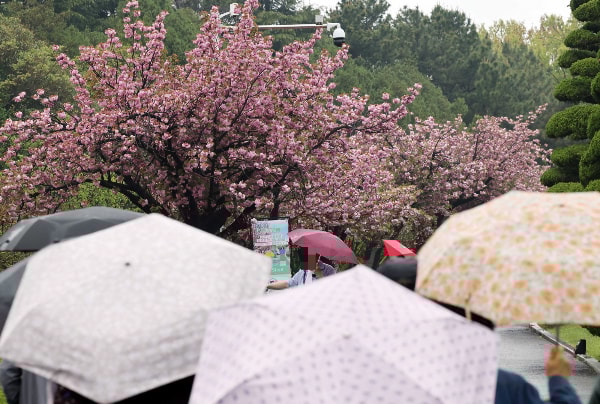 오는 23일 아침엔 봄비가 이어지는 곳이 있겠으나 낮엔 대부분 그치겠다. 사진은 봄비가 내린 22일 부산 남구 유엔기념공원을 찾은 외국인 관광객들이 활짝 핀 겹벚꽃을 배경으로 기념사진을 찍고 있는 모습. /사진=뉴시스