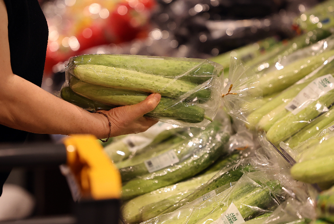 주춤하던 오잇값이 다시 올라 한달여만에 오이 10개에 1만6000원대를 넘었다. 지난 8월 서울 소재 한 대형마트에서 한 시민이 오이를 고르고 있다. /사진=뉴스