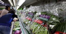 갑작스런 폭설로 일부 채솟값이 소폭 오른 가운데  제철 맞은 시금치와 양배추 가격이 내렸다. 서울 시내 한 대형마트에 시금치가 진열돼 있다. /사진=뉴시스