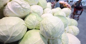 지난 6일 기준 양배추 가격이 지난해 평균 가격에 비해 65.5% 상승했다. 서울 소재 한 대형마트 매대에 양배추가 진열돼 있다. /사진=뉴시스