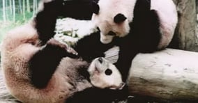 1994년 9월23일 밍밍과 리리가 한국에 왔다. 사진은 한국 최초의 판다 리리와 밍밍의 모습. /시진=에버랜드