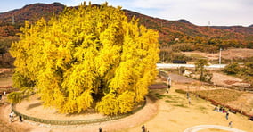 11월이면 황금빛으로 무르익은 은행나무를 만날 수 있다. 사진은 원주 반계리 은행나무.  /사진=한국관광공사