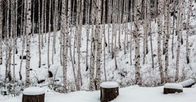 눈이 내리면 익숙한 풍경도 한 폭의 그림이 된다. 사진은 원대리 자작나무 숲. /사진=한국관광공사