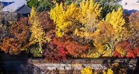 15일 아침 기온이 영하권으로 떨어져 쌀쌀한 반면 고기압의 영향으로 낮 기온은 포근하겠다. 사진은 온화한 날씨를 보인 14일 오후 서울 중구 정동전망대에서 바라본 덕수궁이 단풍 모습. /사진=뉴스