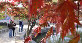 가을 나들이 시즌이 막바지에 접어들면서 고속도로 통행량이 지난주 대비 소폭 감소했다. 사진은 지난 7일 서울 종로구 경복궁 향원정 인근 단풍의 모습. /사진=뉴스1 