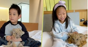 아기 사자와 놀 수 있는 모닝콜 서비스를 제공한 중국 한 호텔이 큰 화제를 모았다. 사진은 지난 16일 홍콩 사우스차이나모닝포스트가 소개한 중국 한 호텔의 이색 모닝콜 서비스. /사진=SCMP 캡처