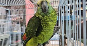 카페에서 손님 커피를 훔쳐 마시던 앵무새가 알고 보니 지구상 4000여마리 남은 멸종위기종으로 추정됐다. 사진은 서울 영등포구 양평동 소재의 한 카페에서 구조된 앵무새의 모습. /사진=한국동물구조관리협회