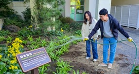 금호석유화학그룹 직원들이 금호제주리조트에 식재한 파초일엽에 물을 주고 있다. /사진=금호석유화학그룹