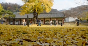 오는 20일 전국이 대체로 맑은 늦가을 날씨가 예상된다. 사진은 지난 20일 전북 전주시 전주향교. /사진=뉴시스