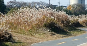  22일 전국에 가끔 구름이 많고 중부지방을 중심으로 낮과 밤의 온도차가 클 것으로 예상된다. 사진은 지난 19일 전북 전주시 덕진구 송천동 전주천의 모습. /사진=뉴시스 