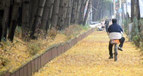 26일 전국이 차차 맑아지고 쌀쌀한 날씨가 예측된다. 사진은 지난 25일 전북 전주시 완산구 온고을로에 떨어진 낙엽. /사진=뉴시스