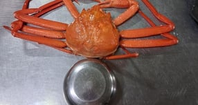 홍게 10만원어치 시켰더니 '밥그릇 크기' 4마리… 속초, 또 바가지 논란