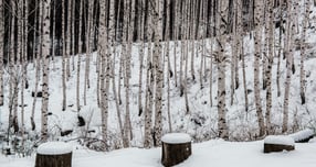 [여행픽] 첫눈이 만든 겨울왕국… 지금 가야 할 설경 명소