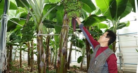 박일문 인트리아 스마트팜 이사가 바나나 생육과 관련해 설명하고 있다./사진=홍기철기자