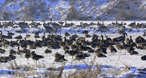 장항습지에서 겨우살이하는 재두루미와 기러기. /사진제공=고양특례시