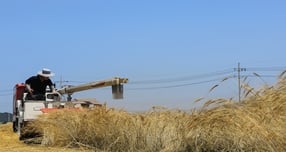 트리티케일 수확 모습. /사진제공=이천시