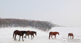 [여행픽] 병오년 첫 주말, 붉은 말의 기운 찾아 떠나볼까