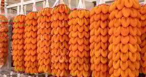 지리산함양 고종시곶감 모습./사진=함양군