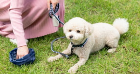 경찰이 반려견과 산책을 하던 여성 주변으로 살상력을 가진 화살을 쏜 남성 2명을 추적 중이다. /사진=클립아트코리아 