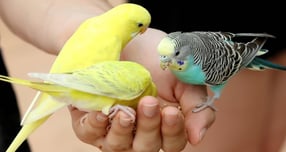 대구 달서구 테마파크 이월드 버드파크 사랑새(사랑앵무) 모이 주기 체험(자료사진) /사진=뉴스