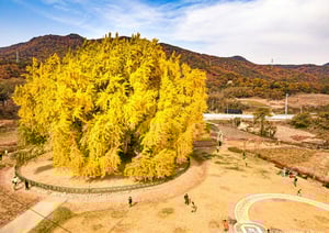 11월이면 황금빛으로 무르익은 은행나무를 만날 수 있다. 사진은 원주 반계리 은행나무.  /사진=한국관광공사