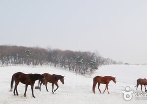 2026년은 새로운 도약과 활기를 의미하는 붉은 말의 해다. 사진은 고양 원당목장. /사진=한국관광공사