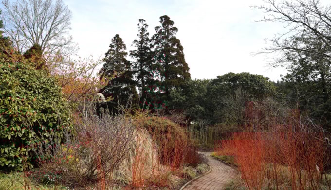 동백커피식물원에서는 온실 한가운데에는 붉은 동백이 자란다. /사진=한국관광공사