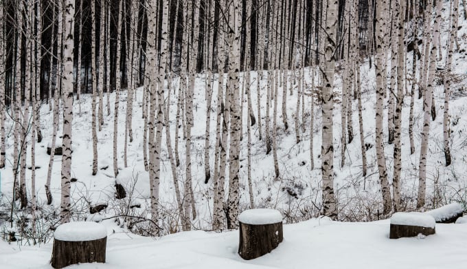 눈이 내리면 익숙한 풍경도 한 폭의 그림이 된다. 사진은 원대리 자작나무 숲. /사진=한국관광공사