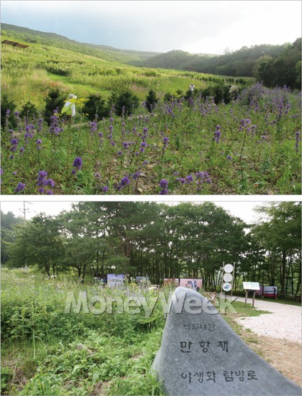 야생화 만발한 山上의 花園