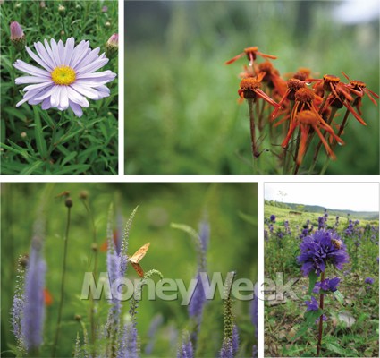 야생화 만발한 山上의 花園