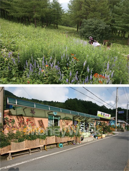 야생화 만발한 山上의 花園