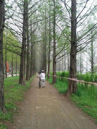 하늘공원 메타세콰이어길/사진=최건규 객원기자