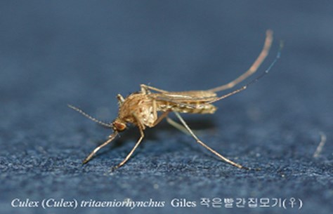 일본뇌염증상, 고열·복통…생백신 사백신 中 한가지만 맞아야