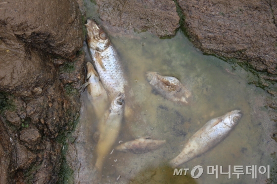 8일 벽계천 곳곳에는 지난 사흘 간의 수거작업에도 치어서부터 성어에 이르기까지 폐사한 물고기가 곳곳에 있었다./사진=박정웅 기자