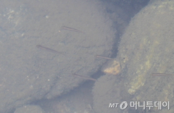 골프장 오수로와 벽계천이 만나는 천안2교 이후 상류방향에는 치어와 성어들이 헤엄치고 있었다./사진=박정웅 기자