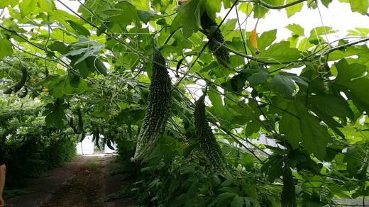 수확철 맞은 여수의 여주 재배농장