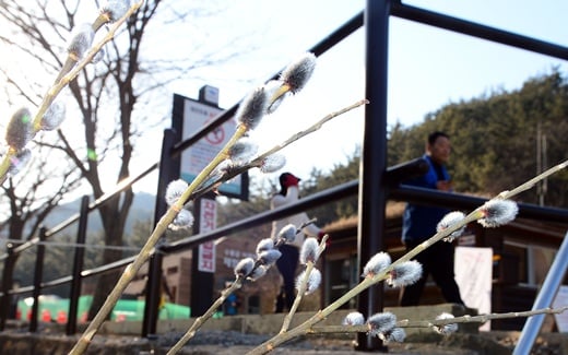 ‘12월 1월 기온 역전’ ‘버들강아지 개화’ 올 겨울, 2015년 1월이 2014년 12월보다 따뜻한 기온 역전 현상이 나타났다. 버들강아지도 개화하고 있어 봄에 대한 기대감이 높아지고 있다. /사진=뉴스1