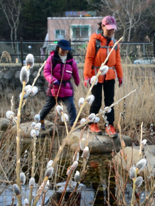 버들강아지 개화 /사진=뉴스1