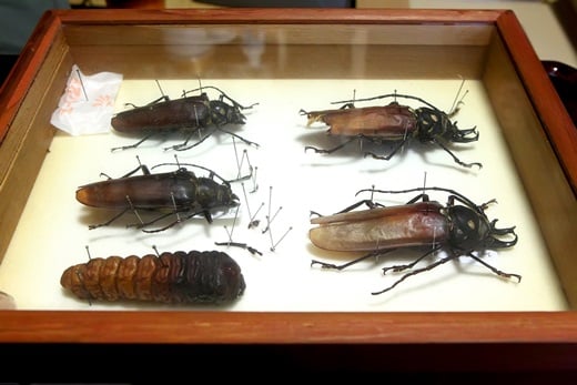 '장수하늘소 표본' /사진=뉴스1