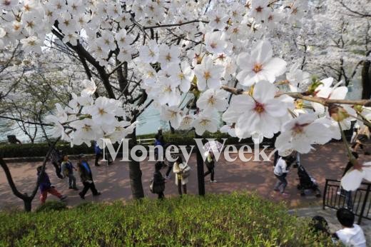 여의도 벚꽃축제 