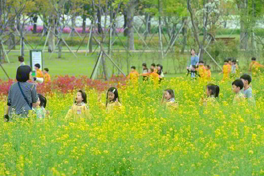 지난 30일 오후 부산시민공원에서 열린 '2015년 봄꽃 나들이'행사에서 공원을 찾은 유치원생들이 유채꽃밭 사이를 거닐며 봄 소풍을 즐기고 있다. /사진=뉴스1