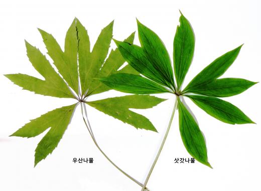 우산나물 vs 삿갓나물, 먹을 수 있는 산나물은?