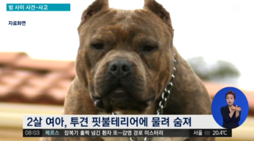 '청주 개' /자료=JTBC 뉴스 캡처