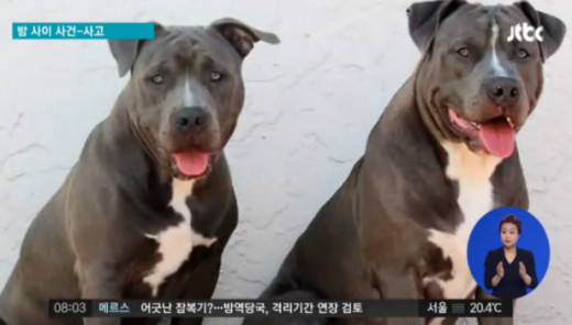 '청주 개' '세상에서 가장 위험한 개' '핏불테리어' /자료사진=JTBC 뉴스 캡처