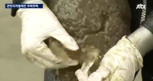 '금강 큰빗이끼벌레' /사진=JTBC뉴스 캡처