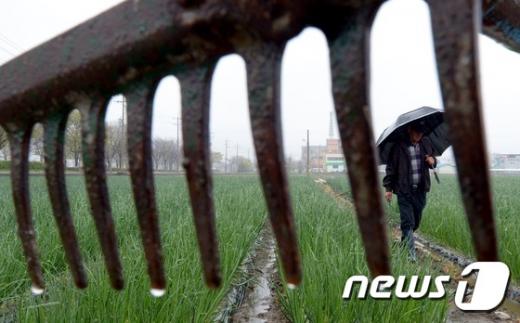 '가뭄해갈', '현재 전국 강수량' 26일 내린 비는 일부 지역에 가뭄을 해소할 것으로 보인다. /사진 = 뉴스1 윤창완 기자