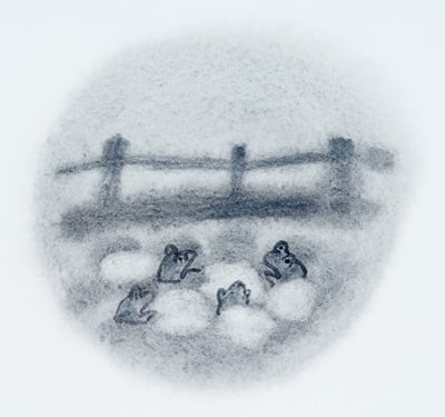 '발톱개구리' /자료사진=이미지투데이