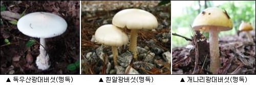 식용 가능 야생버섯 30종에 불과…